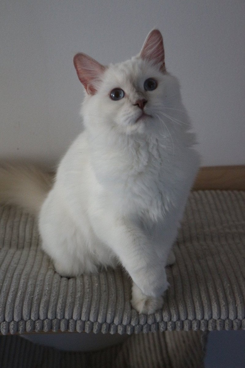 ALASKA ALMOND de Clénatal Femelle Ragdoll
