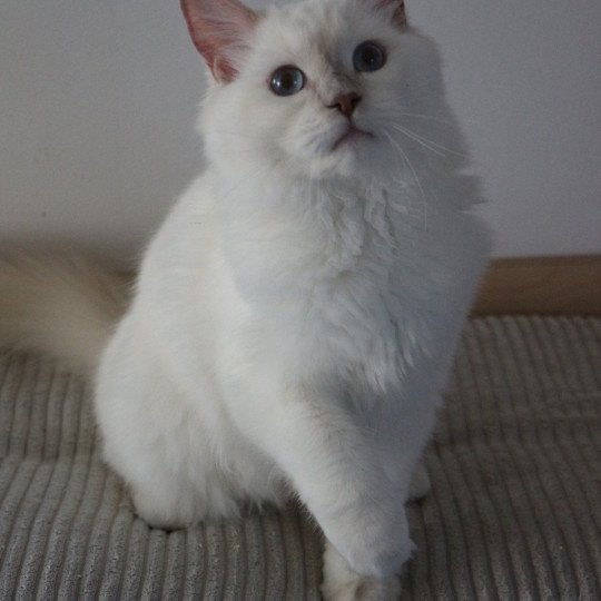 ALASKA ALMOND de Clénatal Femelle Ragdoll