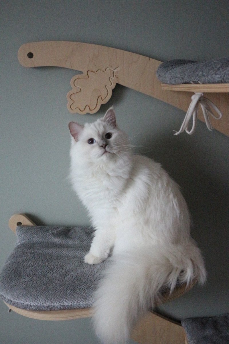 ALASKA ALMOND de Clénatal Femelle Ragdoll