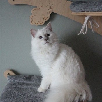 chat Ragdoll lilac point ALASKA ALMOND La Chatterie de Clénatal