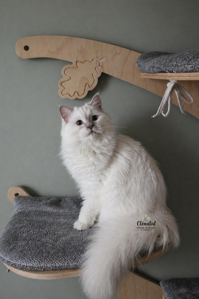 ALASKA ALMOND de Clénatal Femelle Ragdoll