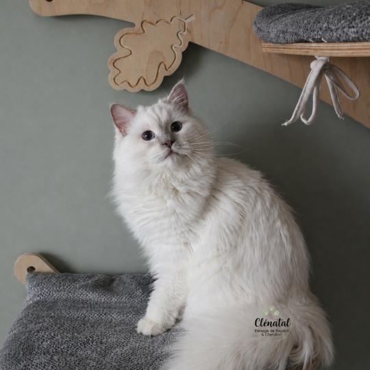 ALASKA ALMOND de Clénatal Femelle Ragdoll