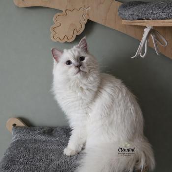 chat Ragdoll lilac point ALASKA ALMOND La Chatterie de Clénatal