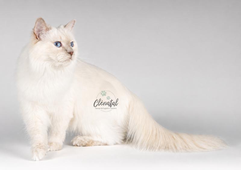ALASKA ALMOND de Clénatal Femelle Ragdoll