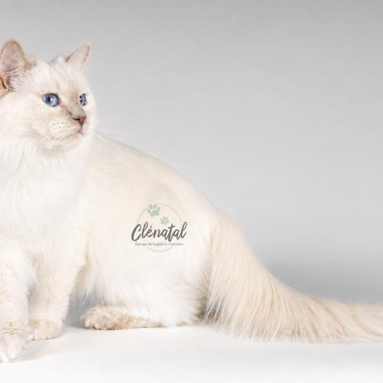 ALASKA ALMOND de Clénatal Femelle Ragdoll