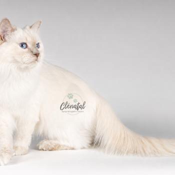chat Ragdoll lilac point ALASKA ALMOND La Chatterie de Clénatal