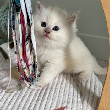 chaton Ragdoll fawn mink ARIBO COLLIER BLEU La Chatterie de Clénatal