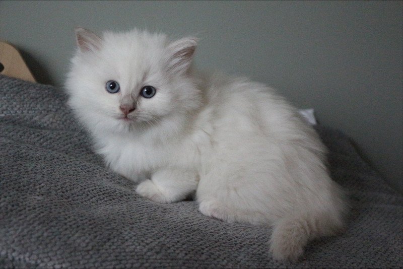 ARIBO COLLIER BLEU de Clénatal Mâle Ragdoll