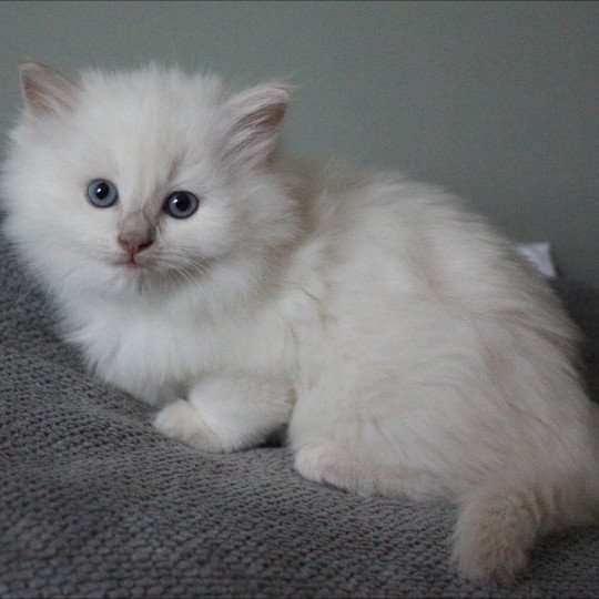 ARIBO COLLIER BLEU de Clénatal Mâle Ragdoll