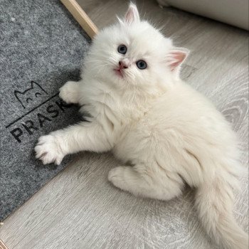 chaton Ragdoll fawn mink ARCAN COLLIER VERT La Chatterie de Clénatal