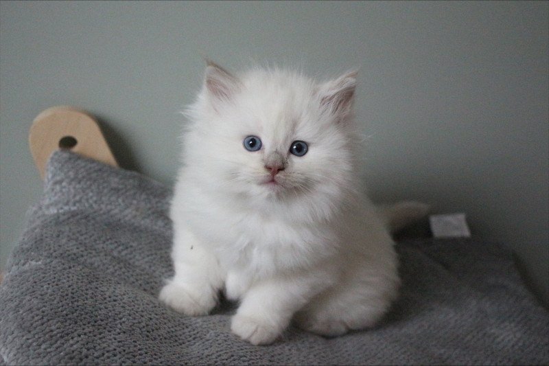 ARCAN COLLIER VERT de Clénatal Mâle Ragdoll