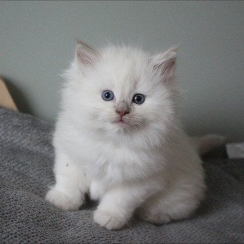 chaton Ragdoll fawn mink ARCAN COLLIER VERT La Chatterie de Clénatal