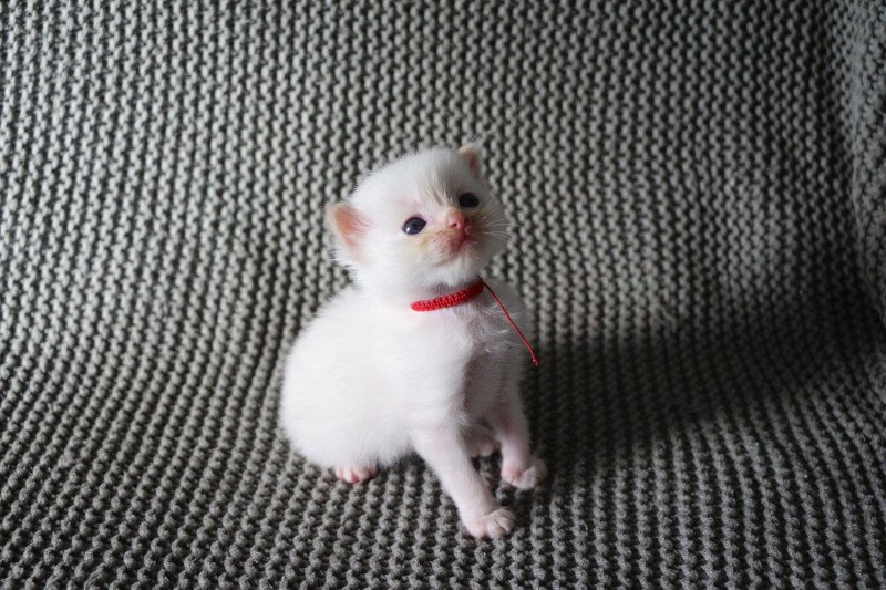 ARCHIE de Clénatal Mâle Ragdoll