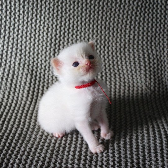 ARCHIE de Clénatal Mâle Ragdoll