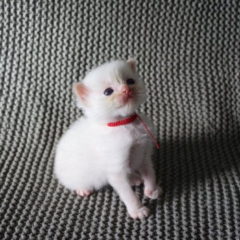 chaton Ragdoll red point mitted ARCHIE La Chatterie de Clénatal