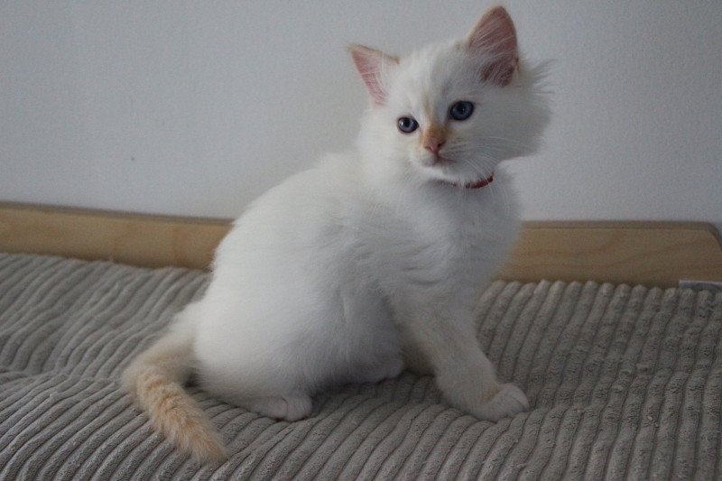 ARCHIE ATLAS de Clénatal Mâle Ragdoll ARCHIE ATLAS de Clénatal Mâle Ragdoll