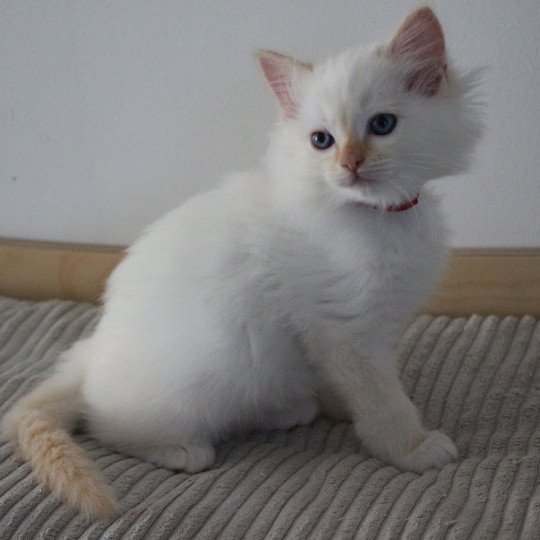 ARCHIE de Clénatal Mâle Ragdoll