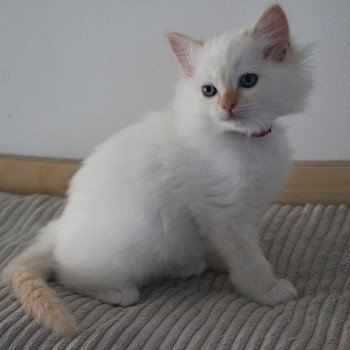 chaton Ragdoll red point mitted ARCHIE La Chatterie de Clénatal chaton Ragdoll red point mitted ARCHIE La Chatterie de Clénatal
