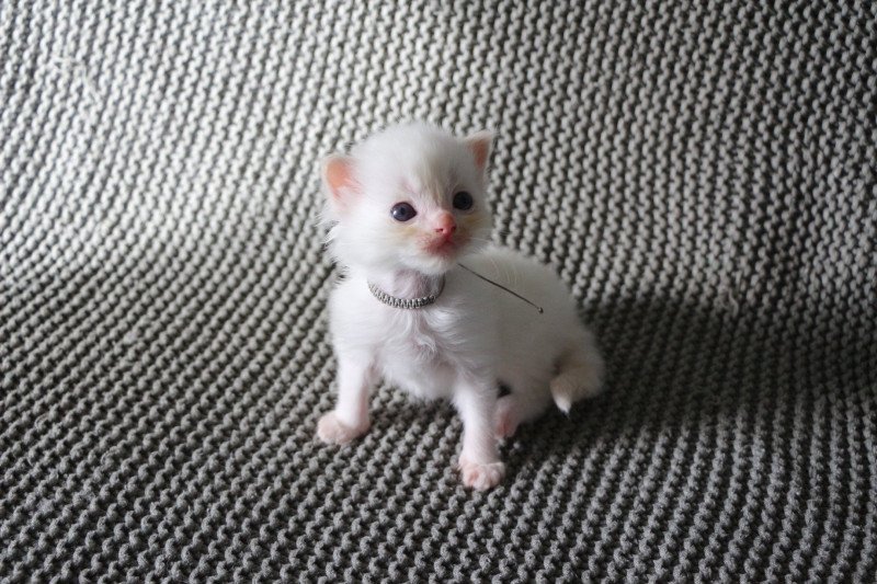 ARÈS de Clénatal Mâle Ragdoll