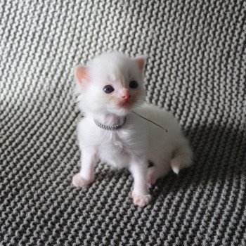 chaton Ragdoll red point mitted ARÈS La Chatterie de Clénatal