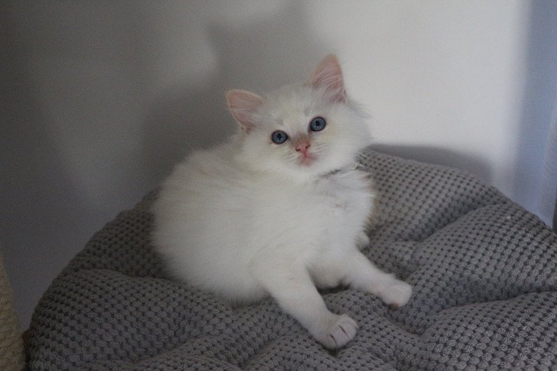 ARÈS de Clénatal Mâle Ragdoll ARÈS de Clénatal Mâle Ragdoll
