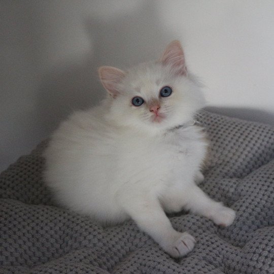 ARÈS de Clénatal Mâle Ragdoll