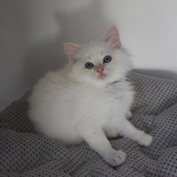 chaton Ragdoll red point mitted ARÈS La Chatterie de Clénatal chaton Ragdoll red point mitted ARÈS La Chatterie de Clénatal