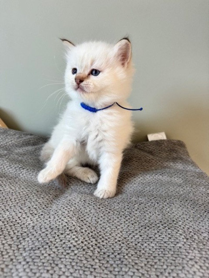 ARISTO de Clénatal Mâle Ragdoll
