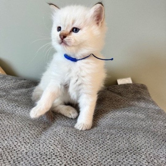 ARISTO de Clénatal Mâle Ragdoll