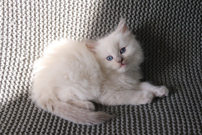 ARIZONA de Clénatal Femelle Ragdoll