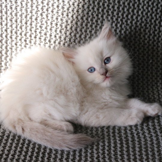 ARIZONA de Clénatal Femelle Ragdoll