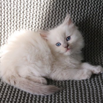 chaton Ragdoll lilac mink ARIZONA La Chatterie de Clénatal