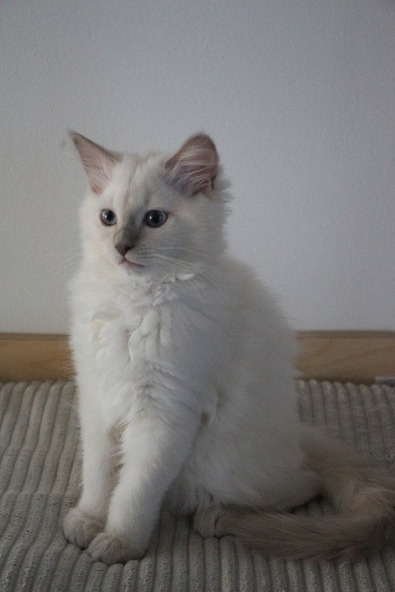 ARIZONA AROBASE de Clénatal Femelle Ragdoll ARIZONA AROBASE de Clénatal Femelle Ragdoll
