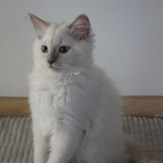 ARIZONA AROBASE de Clénatal Femelle Ragdoll
