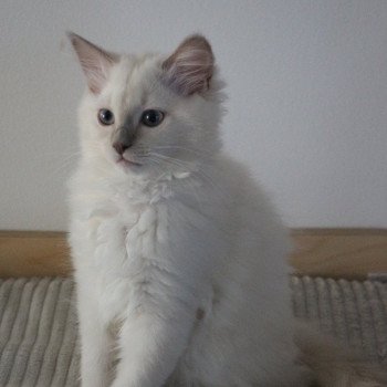 chaton Ragdoll lilac mink ARIZONA AROBASE La Chatterie de Clénatal chaton Ragdoll lilac mink ARIZONA AROBASE La Chatterie de Clénatal