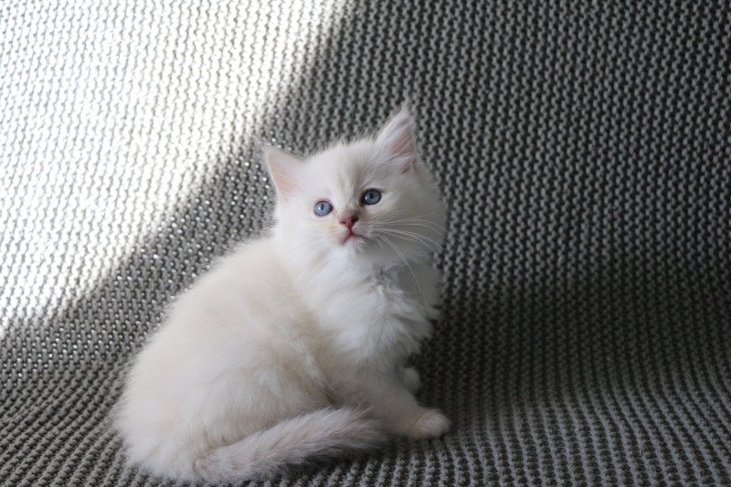 ARYA de Clénatal Femelle Ragdoll