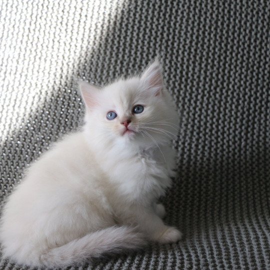 ARYA de Clénatal Femelle Ragdoll
