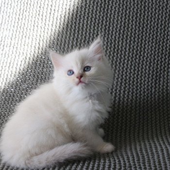 chaton Ragdoll lilac tabby mink ARYA La Chatterie de Clénatal