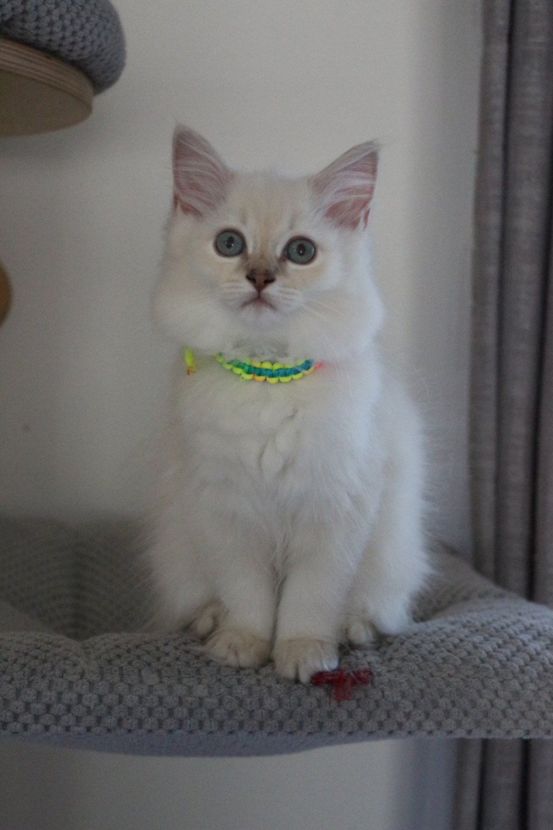 ARYA ALOÉ de Clénatal Femelle Ragdoll