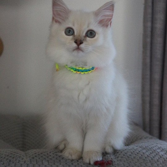 ARYA ALOÉ de Clénatal Femelle Ragdoll