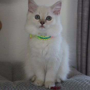chaton Ragdoll lilac tabby mink ARYA ALOÉ La Chatterie de Clénatal