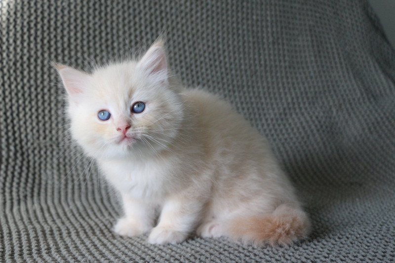 ASLAN de Clénatal Mâle Ragdoll ASLAN de Clénatal Mâle Ragdoll