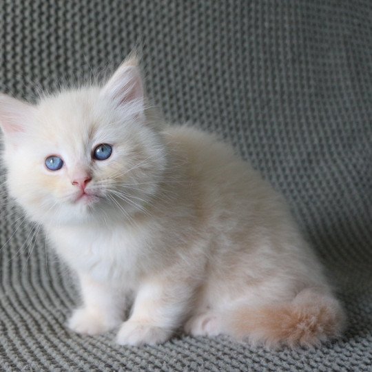 ASLAN de Clénatal Mâle Ragdoll