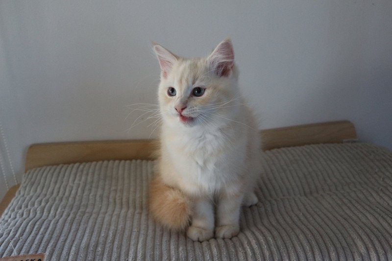 ASLAN CHASKA de Clénatal Mâle Ragdoll ASLAN CHASKA de Clénatal Mâle Ragdoll