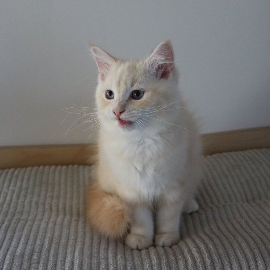 ASLAN CHASKA de Clénatal Mâle Ragdoll