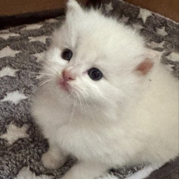 chaton Ragdoll fawn point ASTRE COLLIER ORANGE La Chatterie de Clénatal