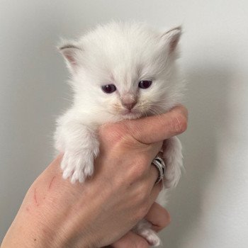 chaton Ragdoll lilac tabby point ATHÉNA La Chatterie de Clénatal chaton Ragdoll lilac tabby point ATHÉNA La Chatterie de Clénatal