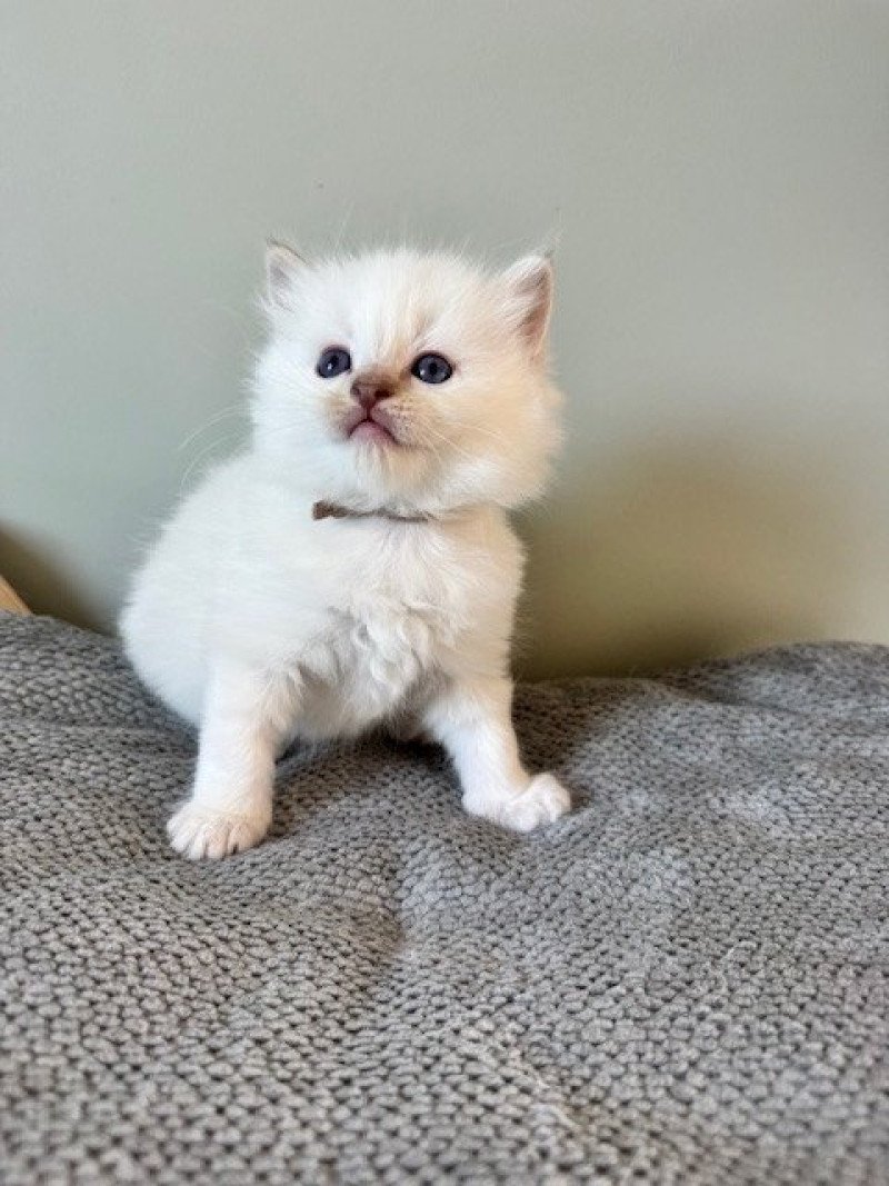 ATHÉNA de Clénatal Femelle Ragdoll