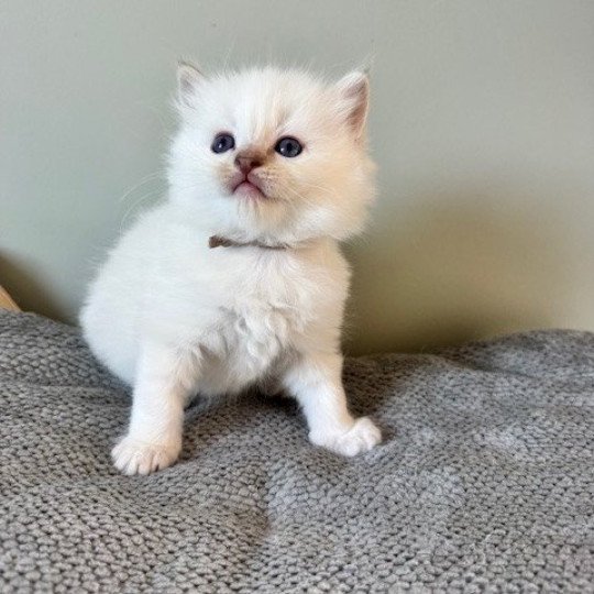 ATHÉNA de Clénatal Femelle Ragdoll