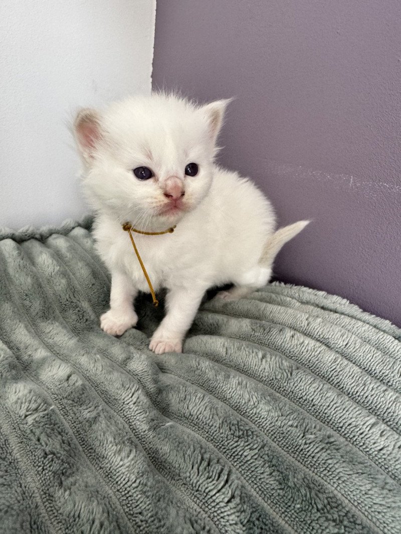 ATLAS de Clénatal Mâle Ragdoll